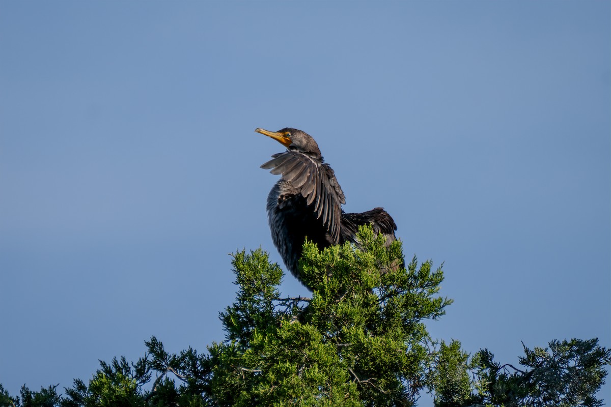 Double-crested Cormorant - ML642887053