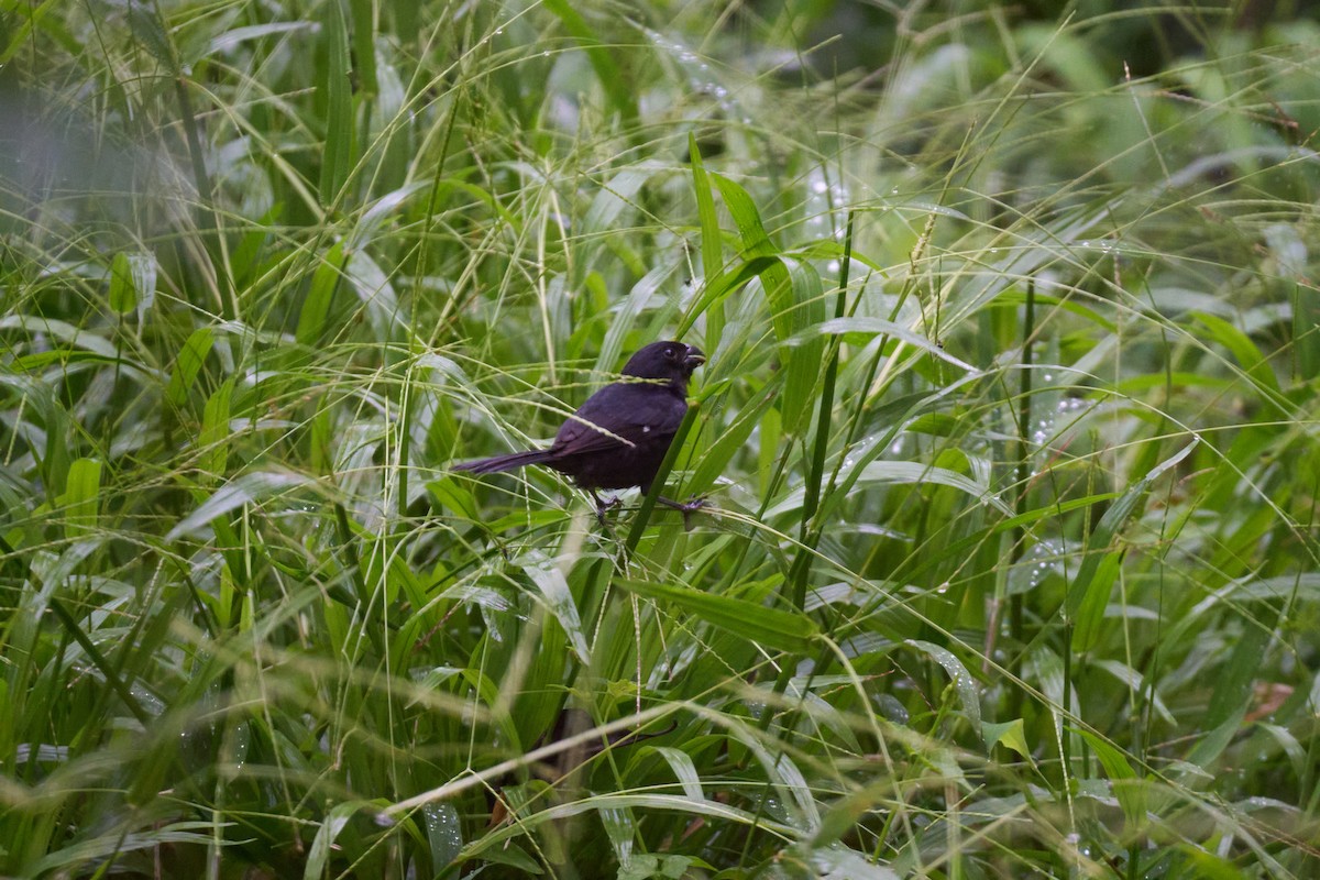 Variable Seedeater - ML642887054