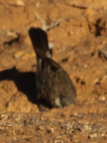 Varied Sittella (White-winged) - ML642887055