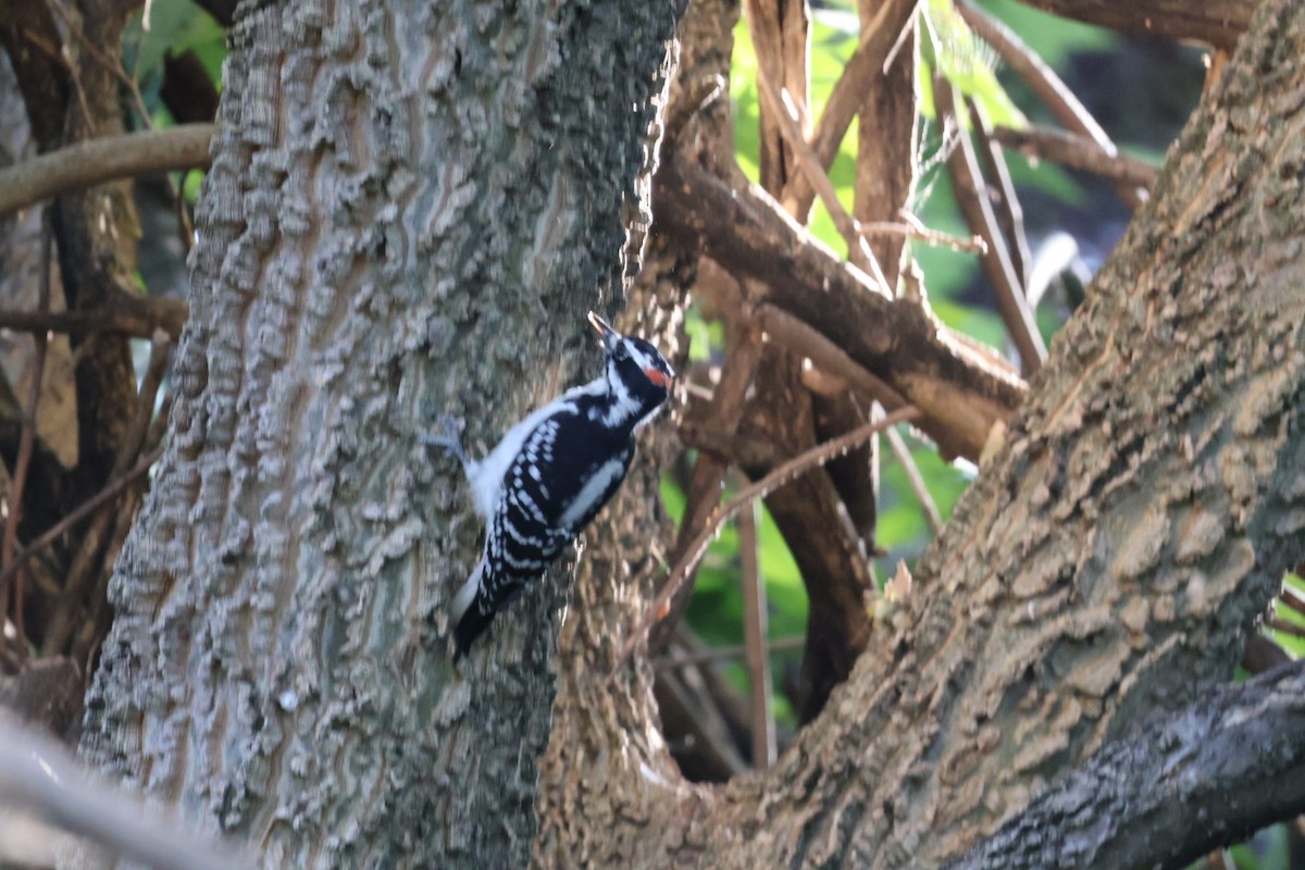 Hairy Woodpecker - ML642887056