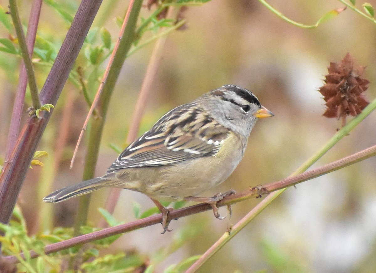 White-crowned Sparrow - ML642887060