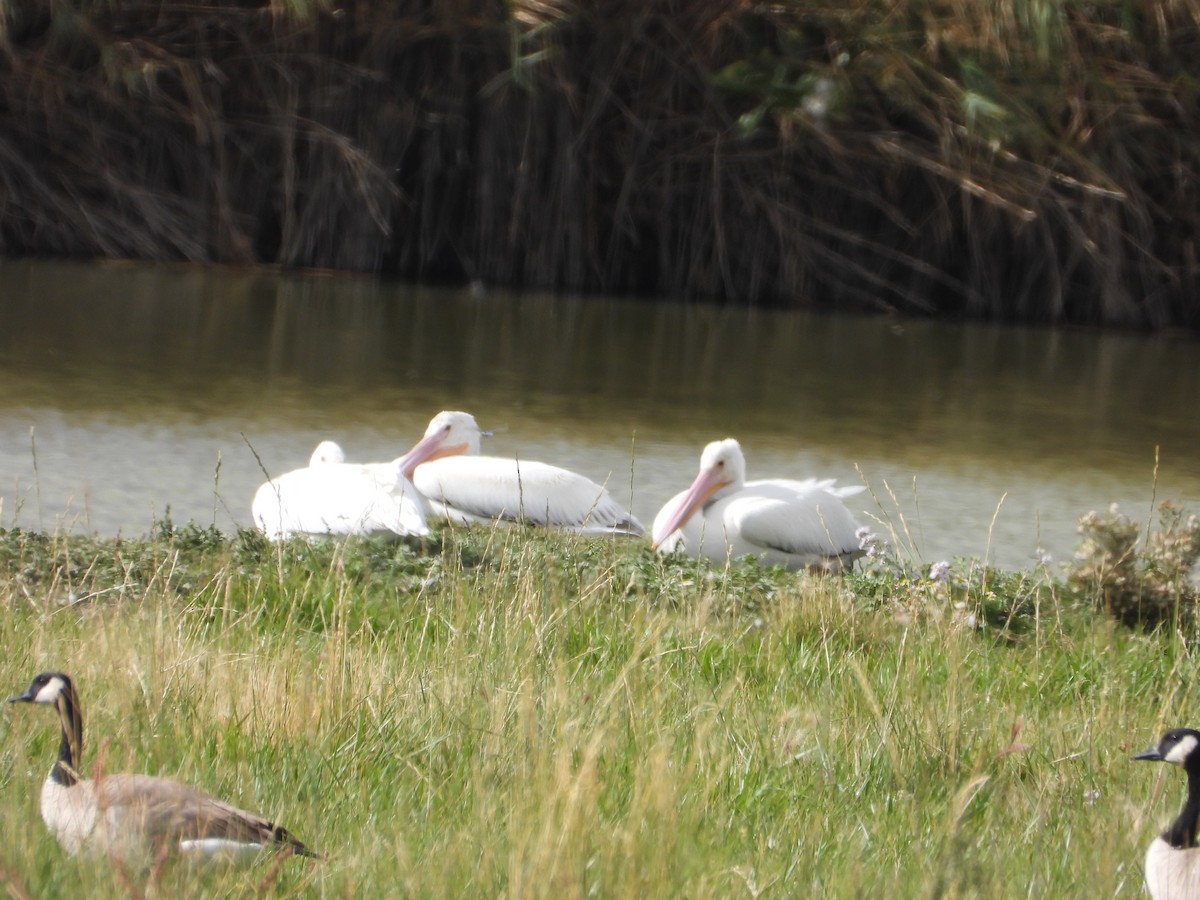 American White Pelican - ML642887062