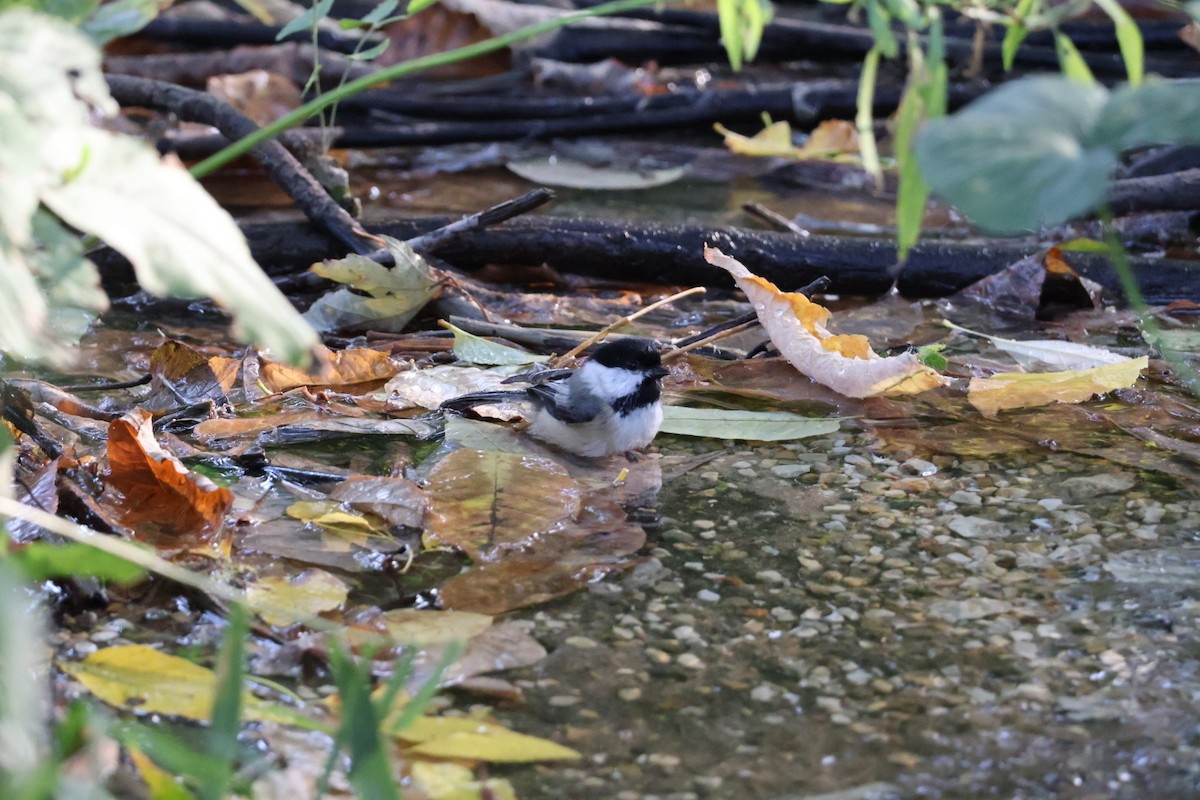 Black-capped Chickadee - ML642887063