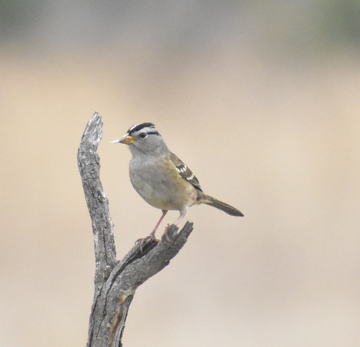 White-crowned Sparrow - ML642887065