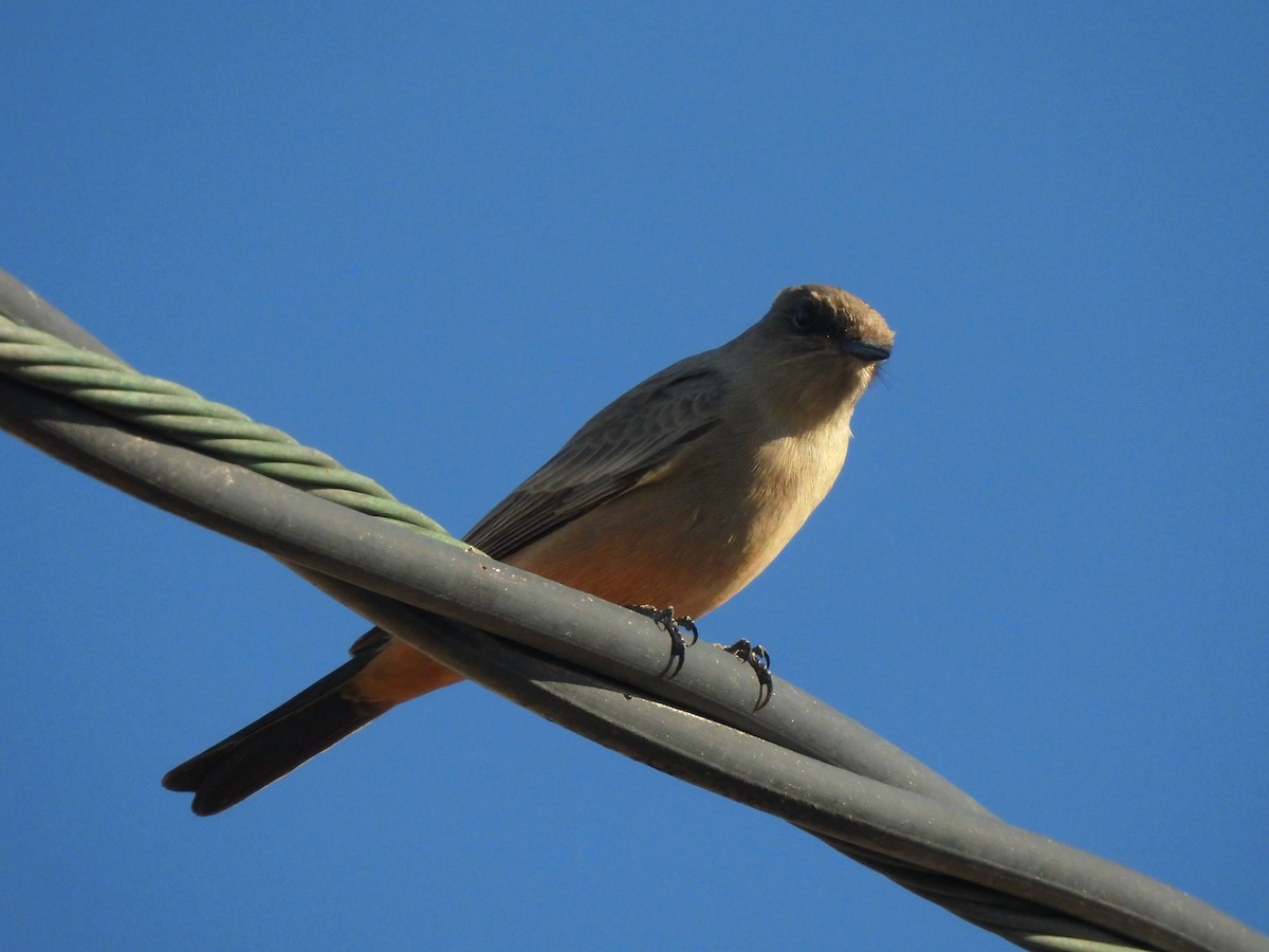 Say's Phoebe - ML642887066