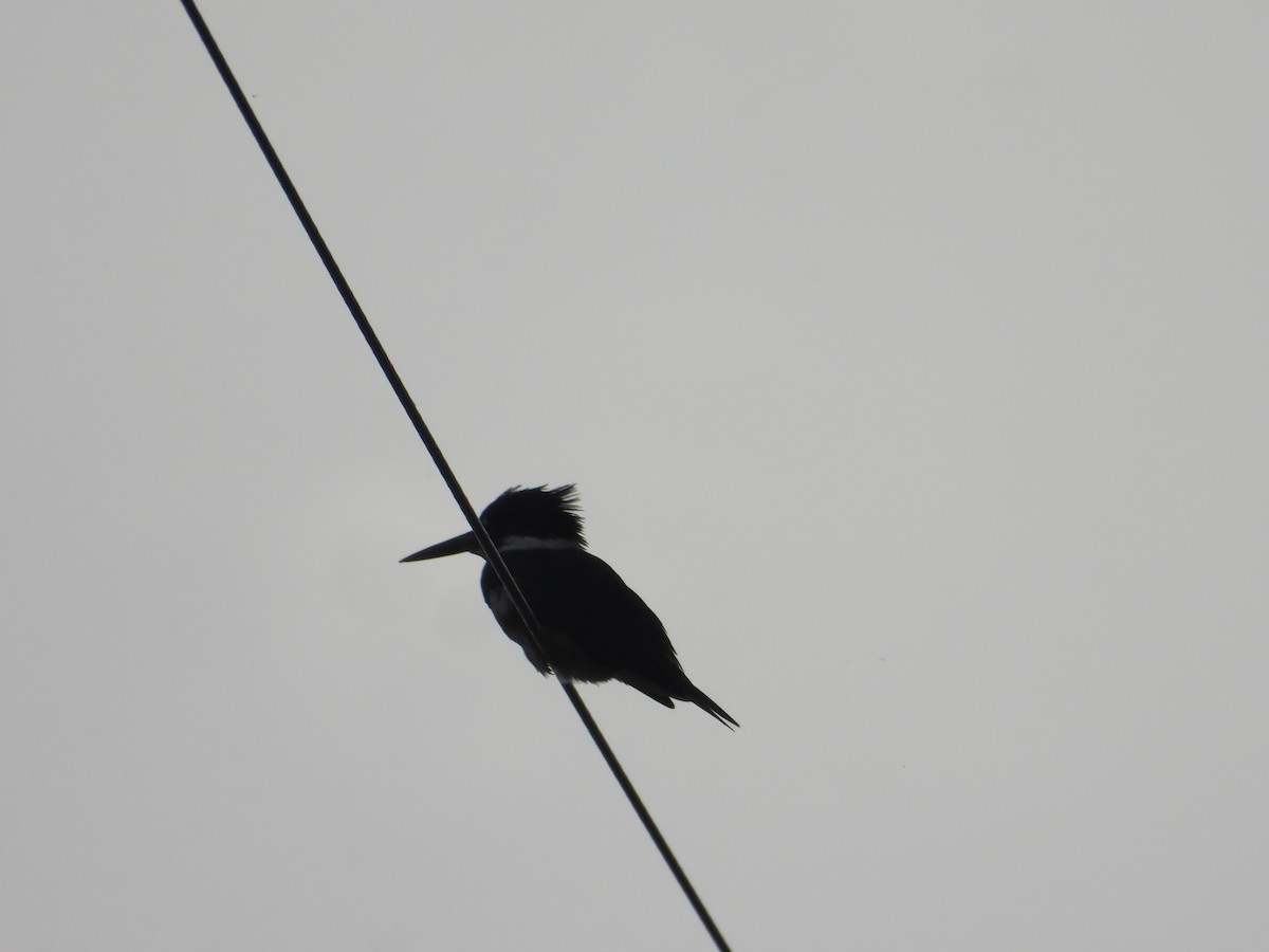 Belted Kingfisher - ML642887067