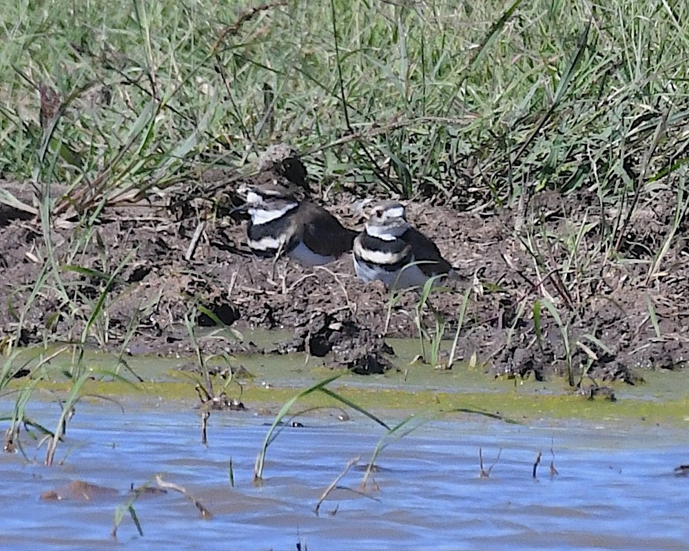 Killdeer - ML642887071