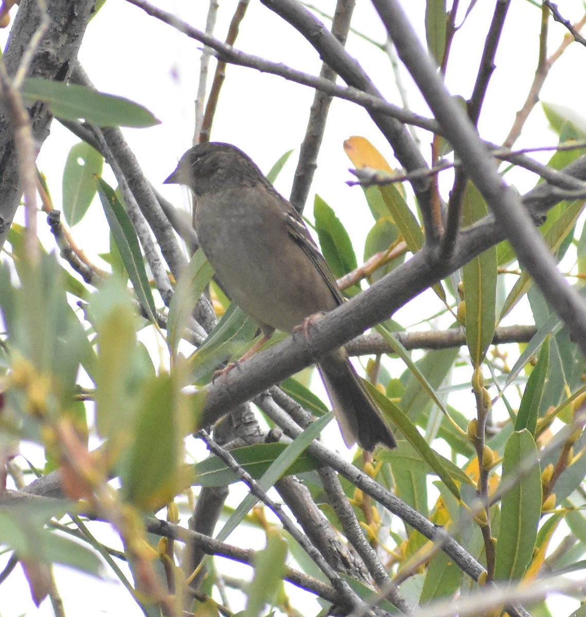 Golden-crowned Sparrow - ML642887072