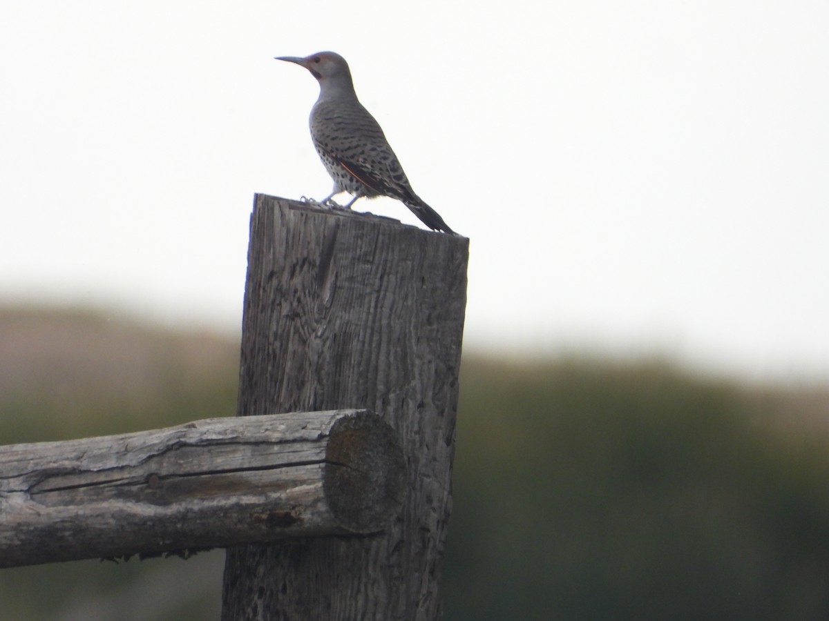 Northern Flicker (Red-shafted) - ML642887073