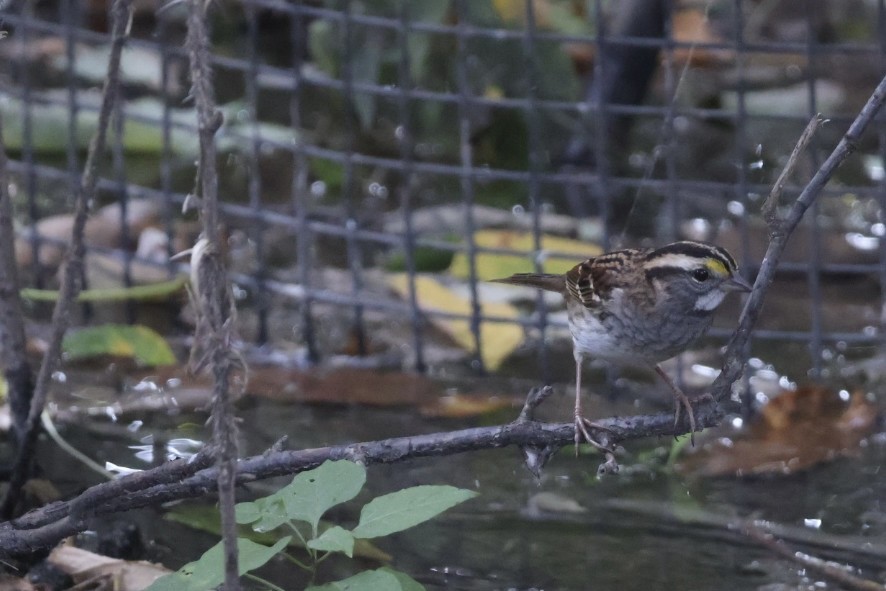 White-throated Sparrow - ML642887075