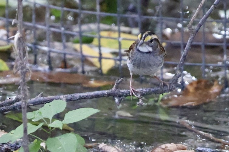 White-throated Sparrow - ML642887076