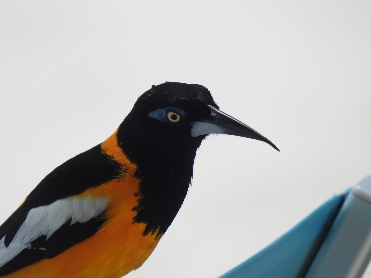 Venezuelan Troupial - ML642887078