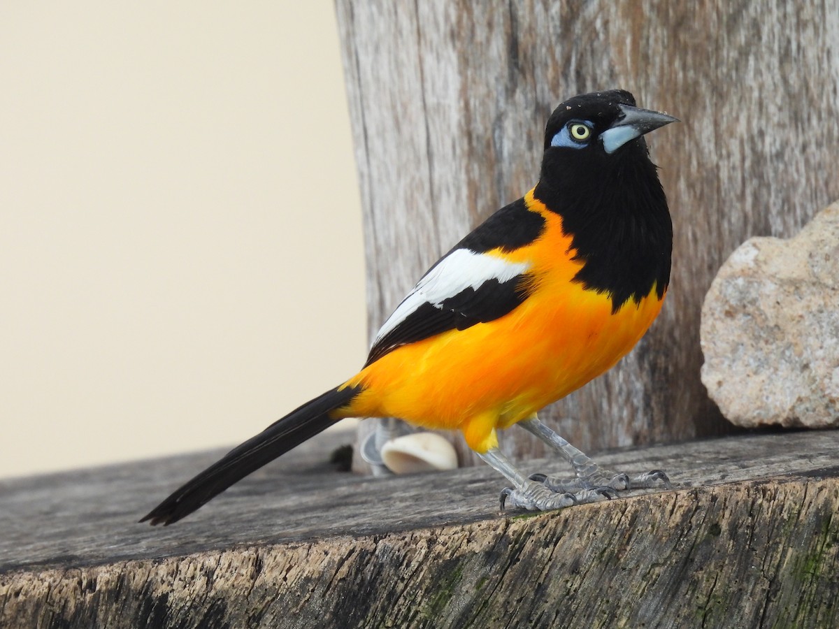 Venezuelan Troupial - ML642887079