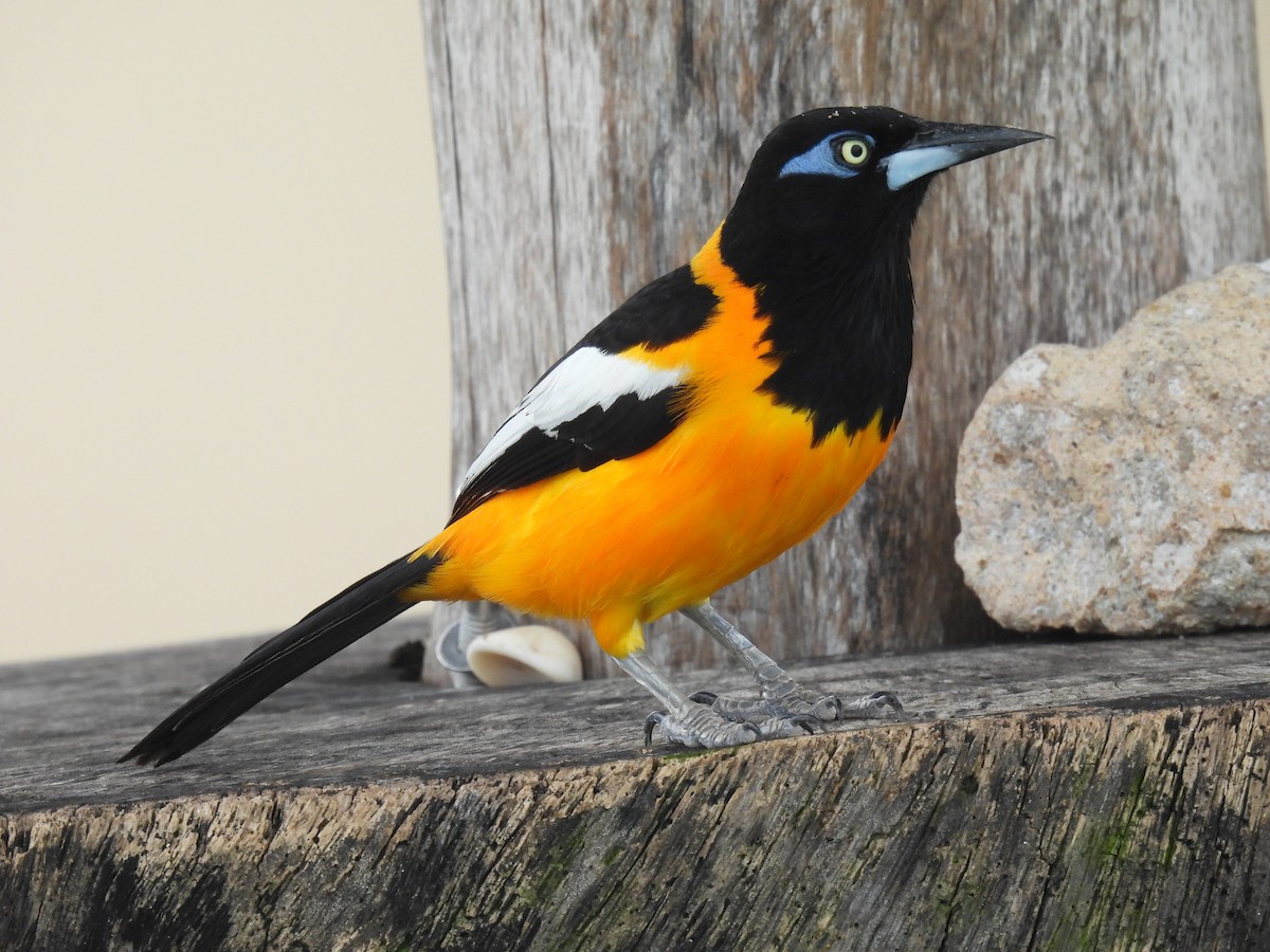 Venezuelan Troupial - ML642887080