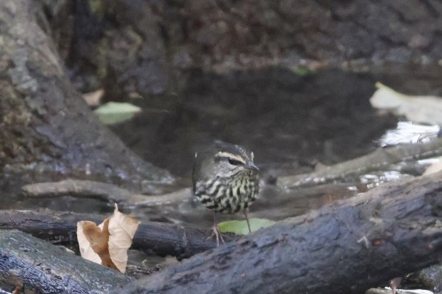 Northern Waterthrush - ML642887083