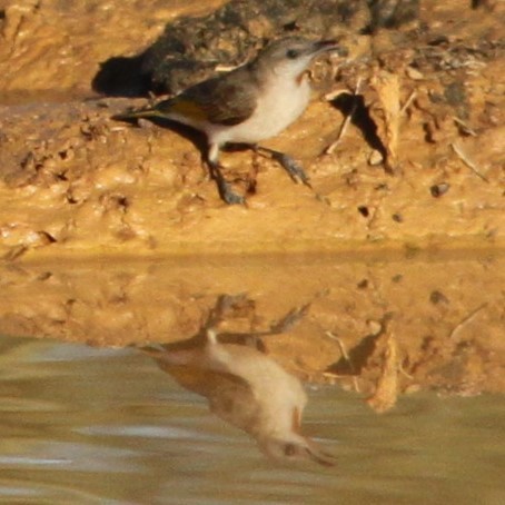 Rufous-throated Honeyeater - ML642887088