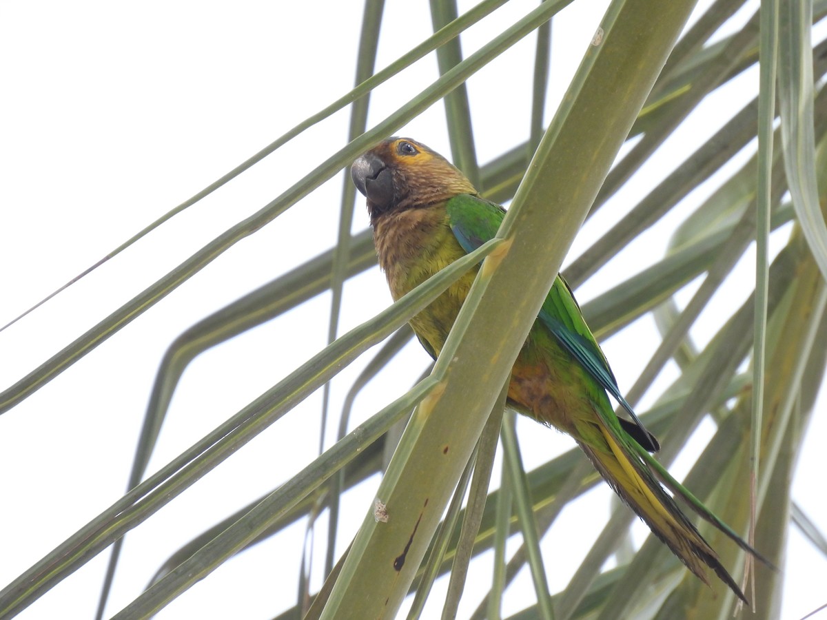 Brown-throated Parakeet - ML642887090