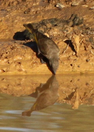 Rufous-throated Honeyeater - ML642887094
