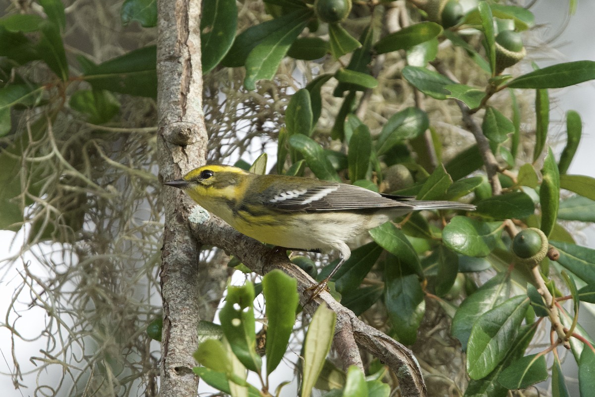 Townsend's Warbler - ML642887102
