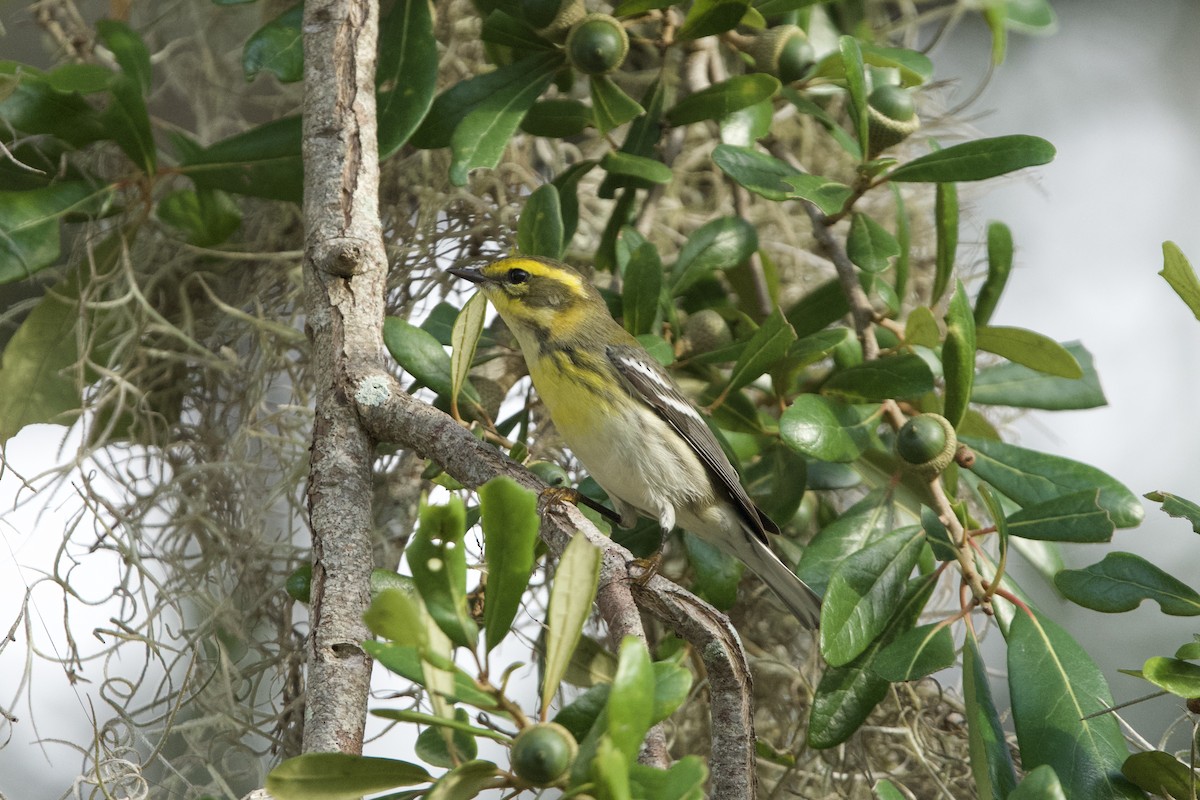 Townsend's Warbler - ML642887103