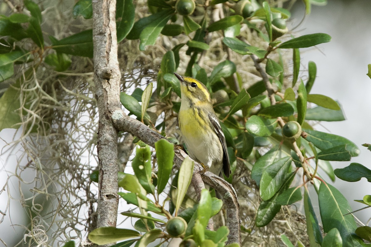 Townsend's Warbler - ML642887104