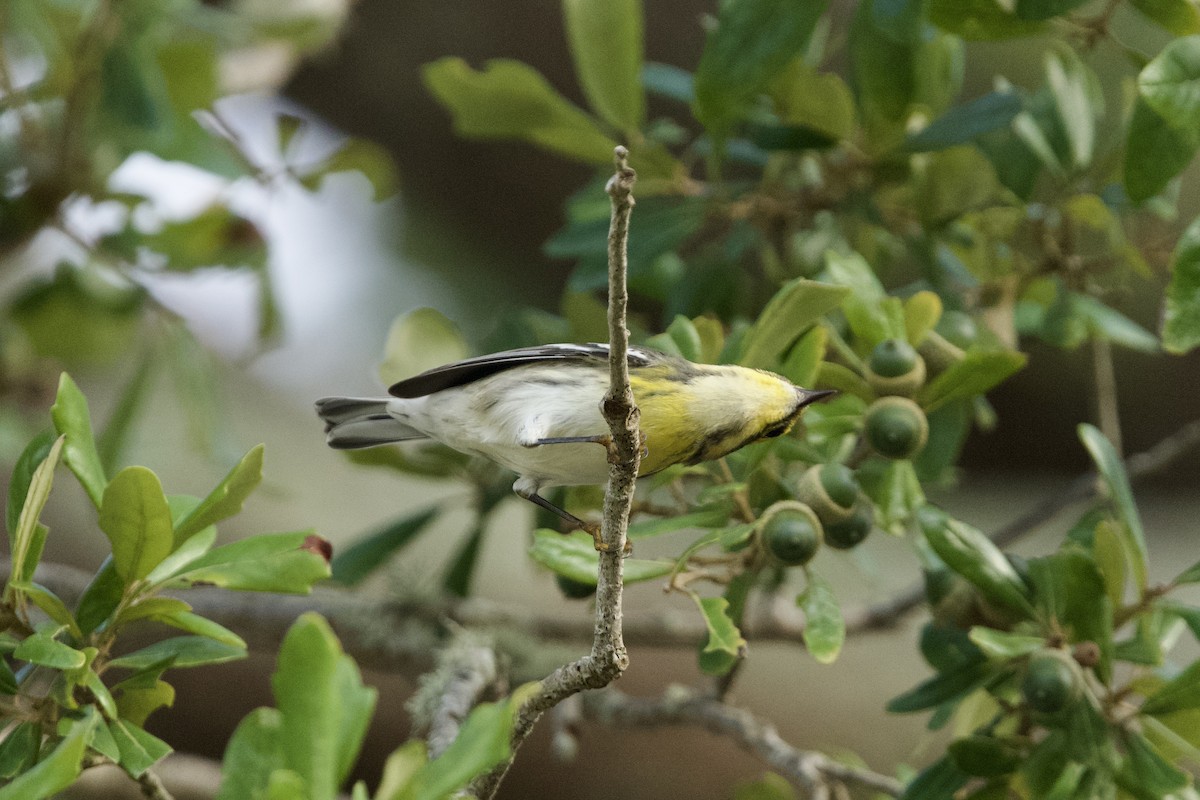 Townsend's Warbler - ML642887105