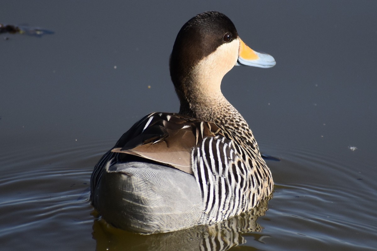 Silver Teal - ML642887119
