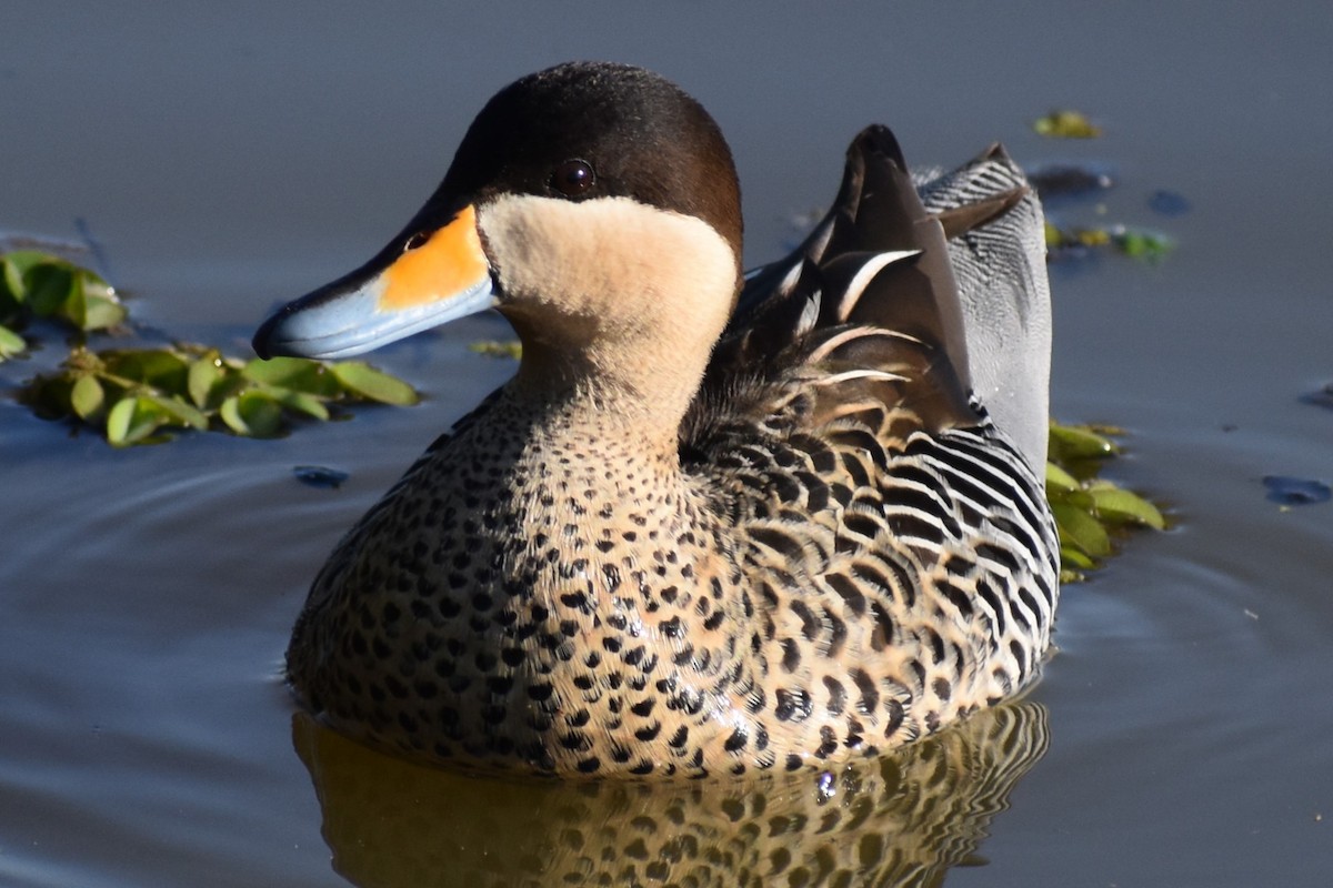 Silver Teal - ML642887120