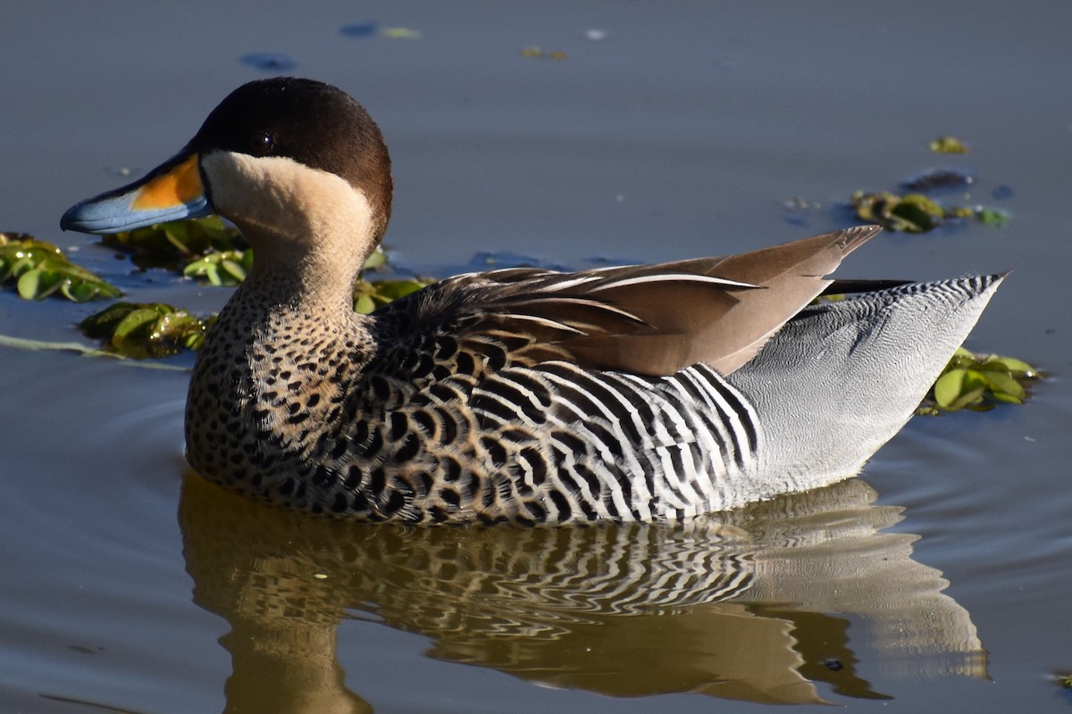 Silver Teal - ML642887121