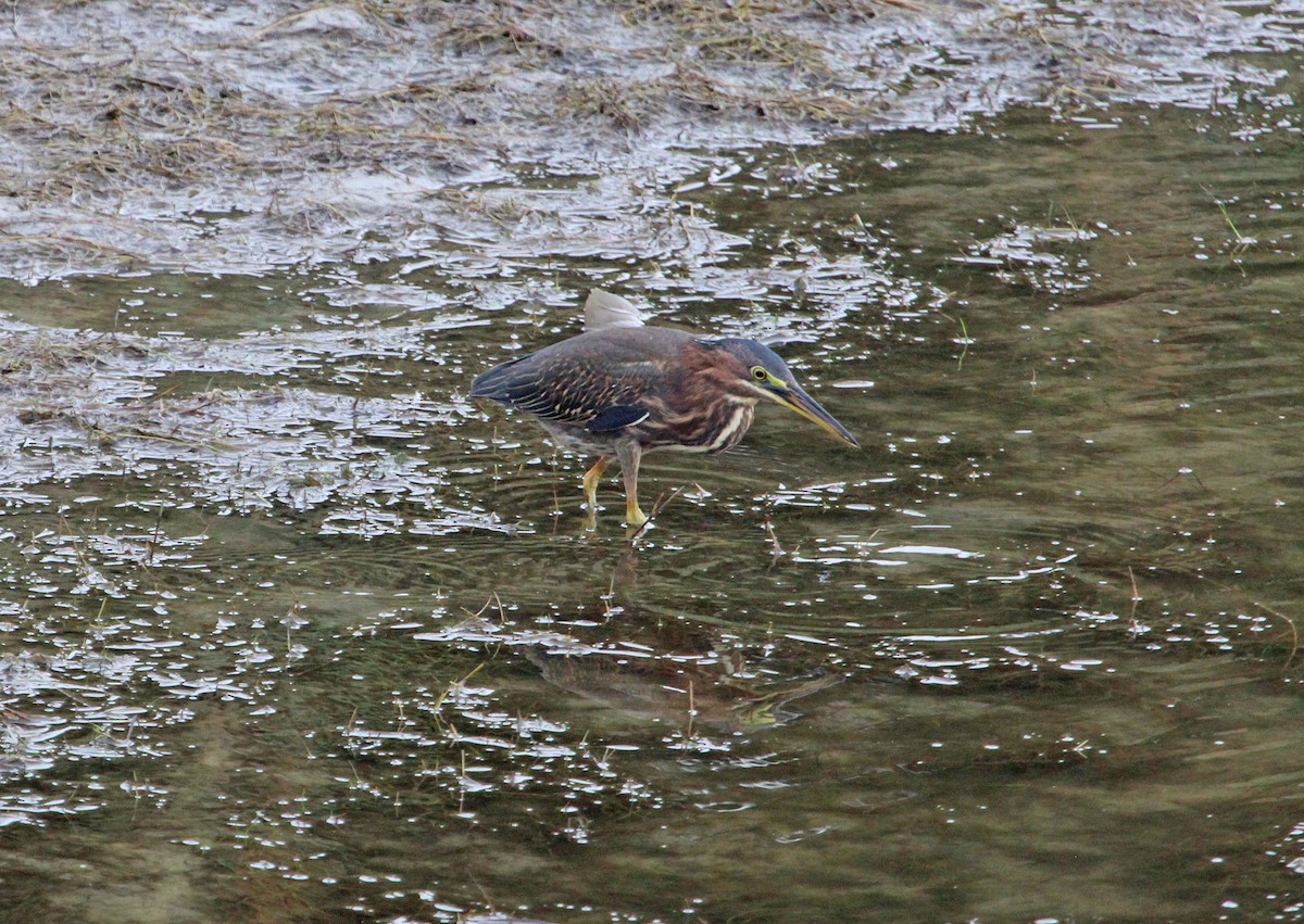 Green Heron - ML642887122