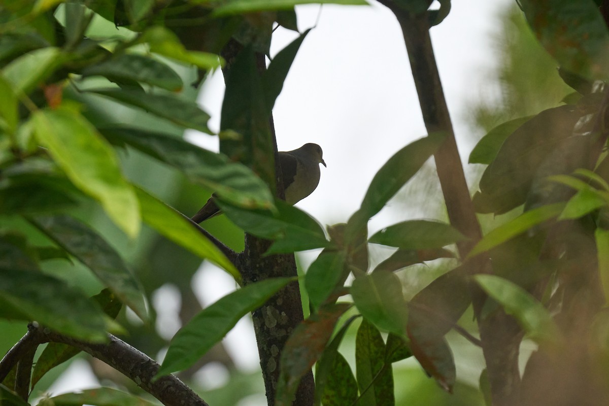 White-tipped Dove - ML642887124