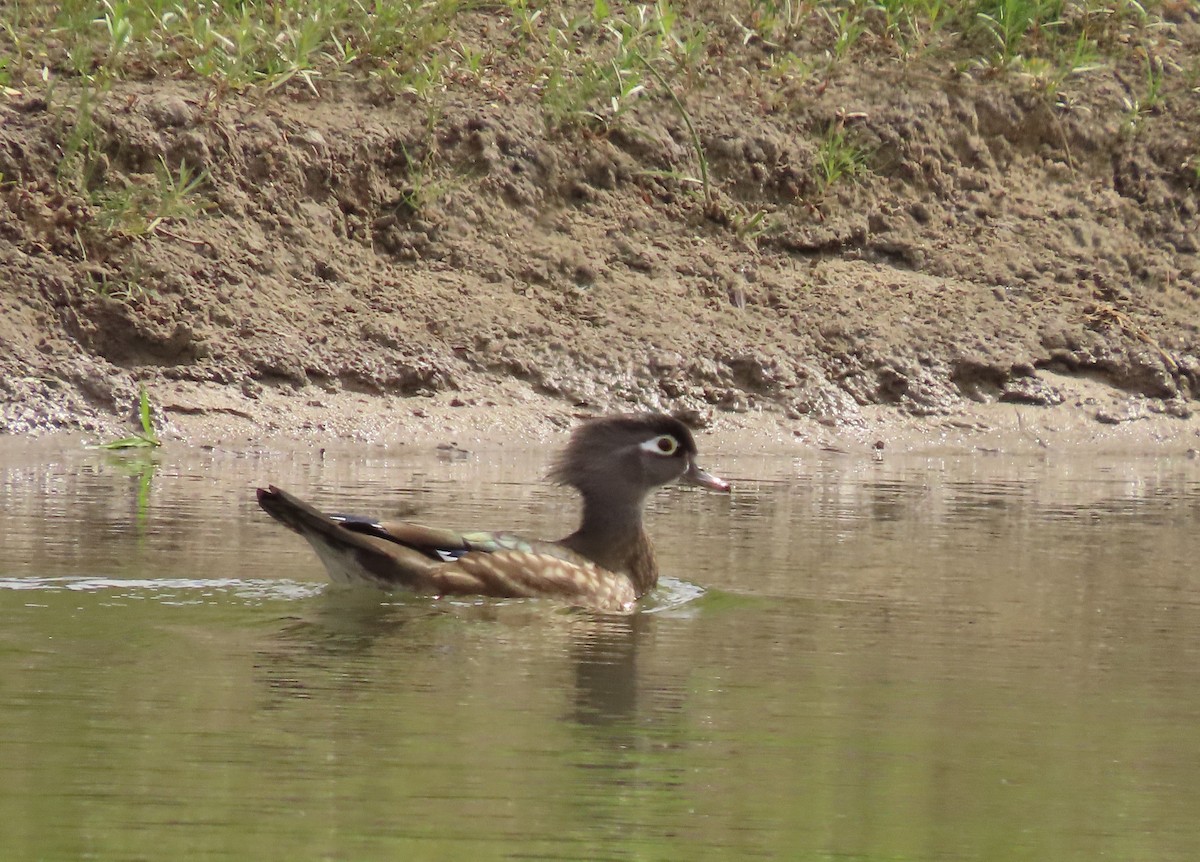 アメリカオシ - ML642887125