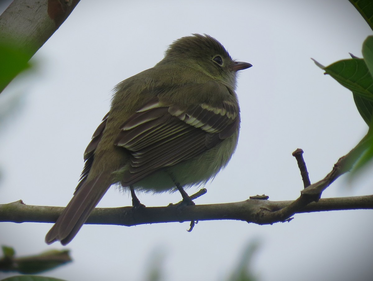 Small-billed Elaenia - ML642887126