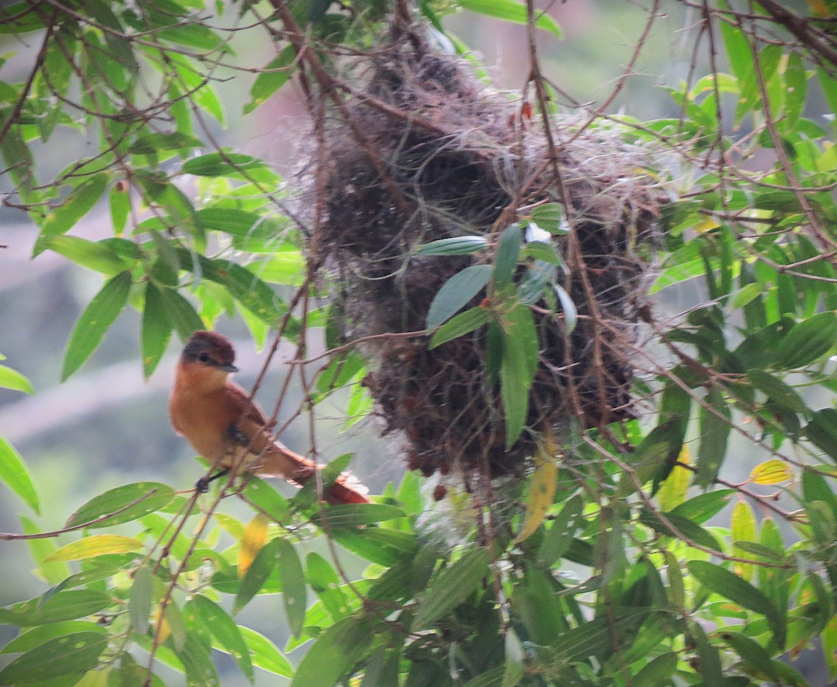 Chestnut-crowned Becard - ML642887128