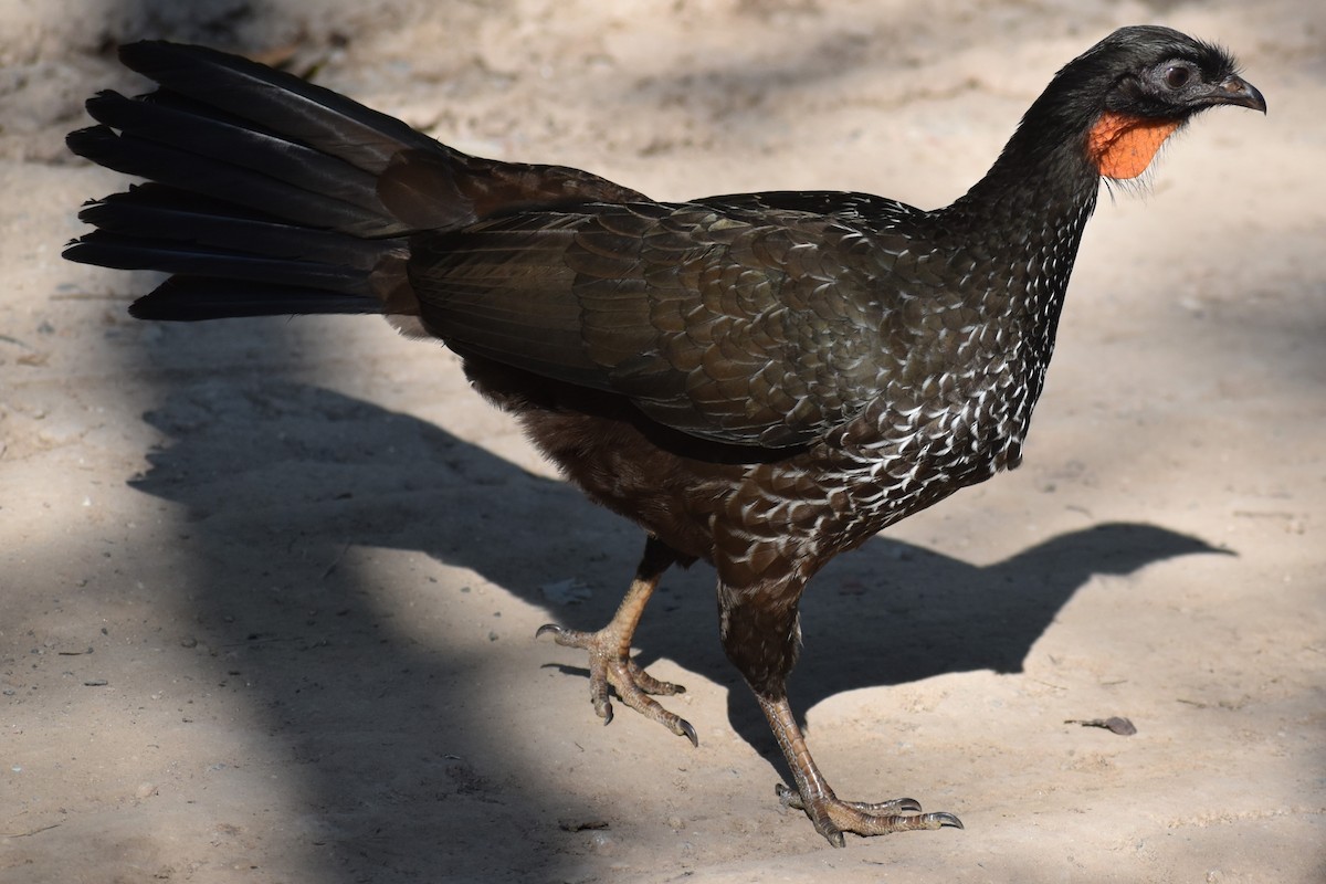 Dusky-legged Guan - ML642887138