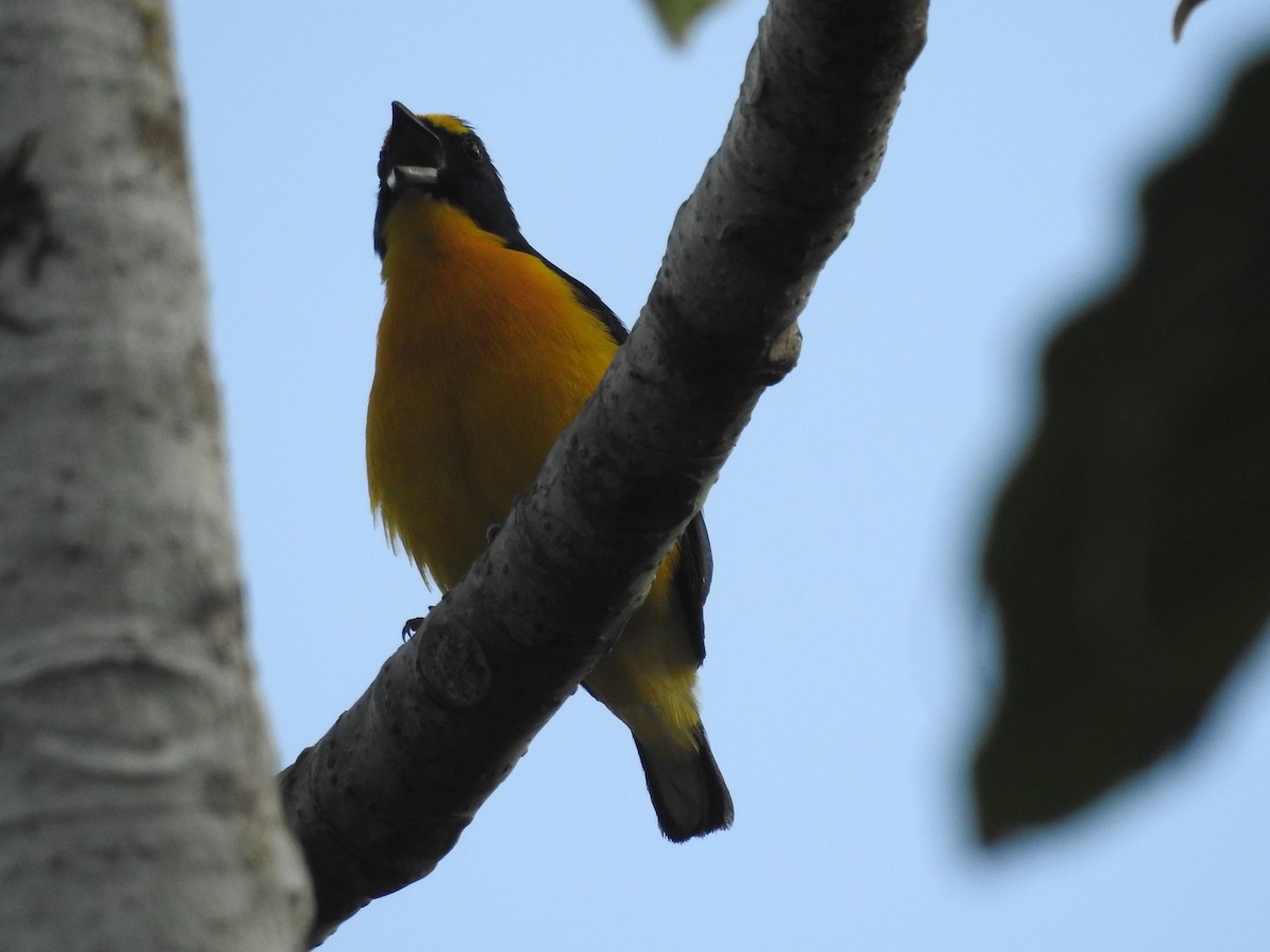 Yellow-throated Euphonia - ML642887151