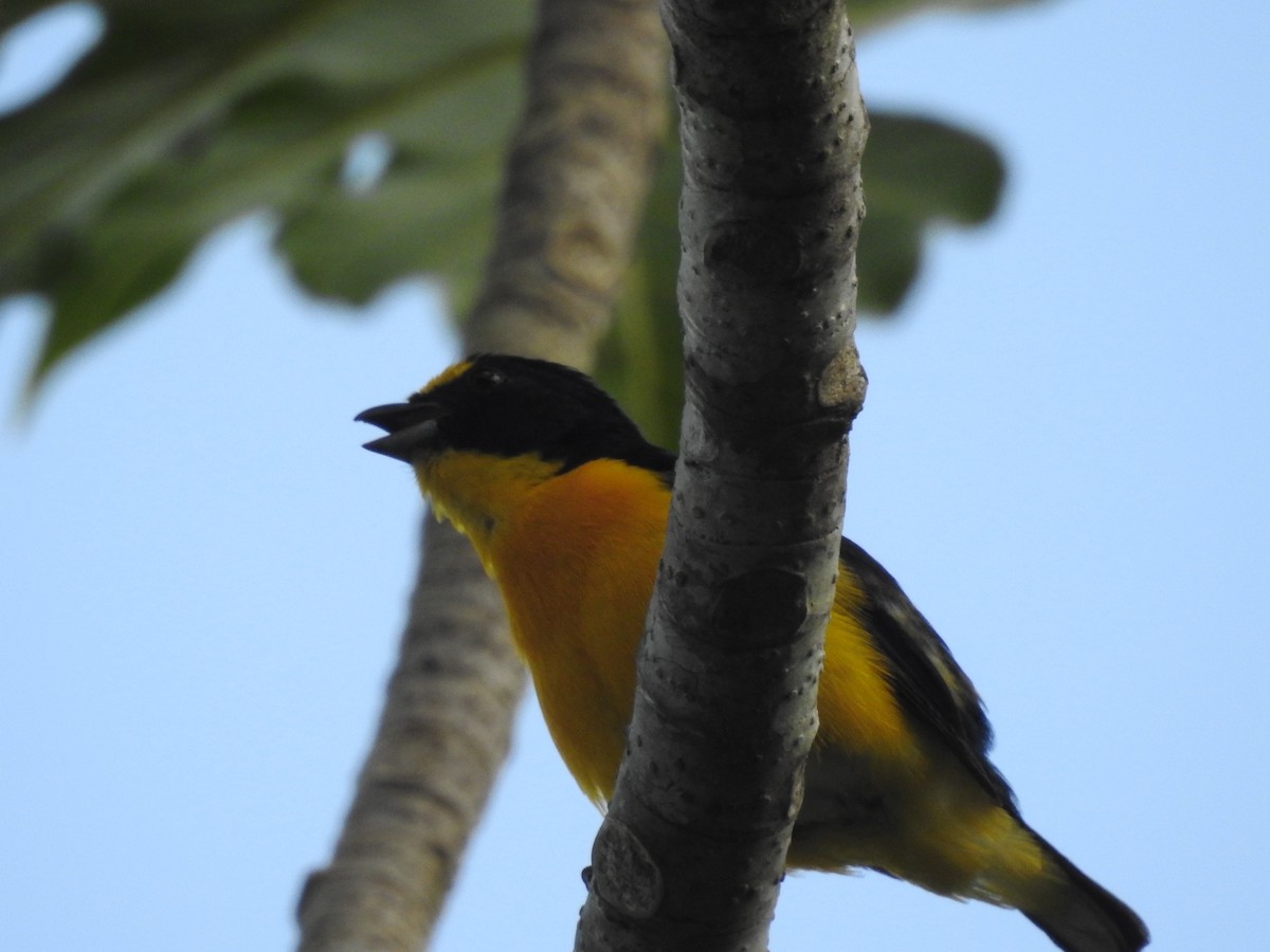 Yellow-throated Euphonia - ML642887152