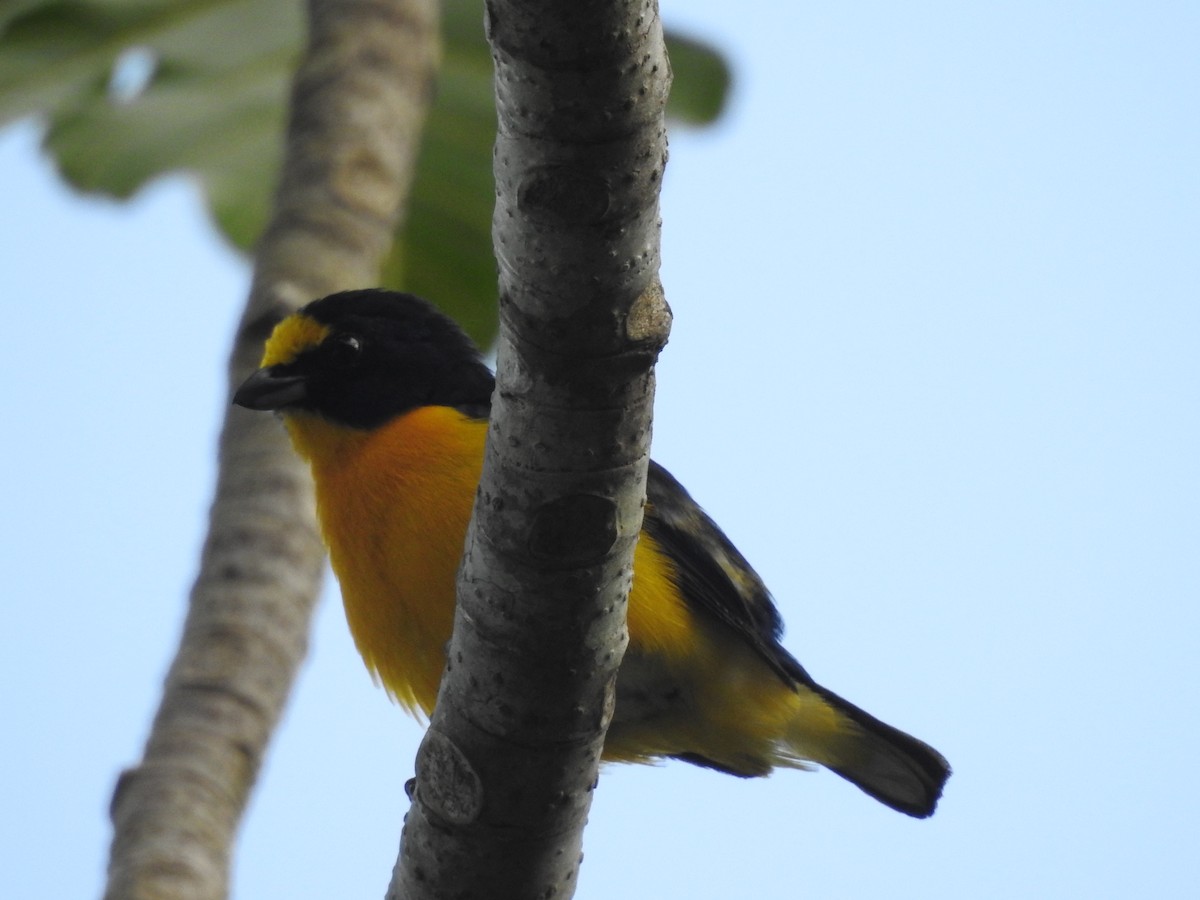 Yellow-throated Euphonia - ML642887154