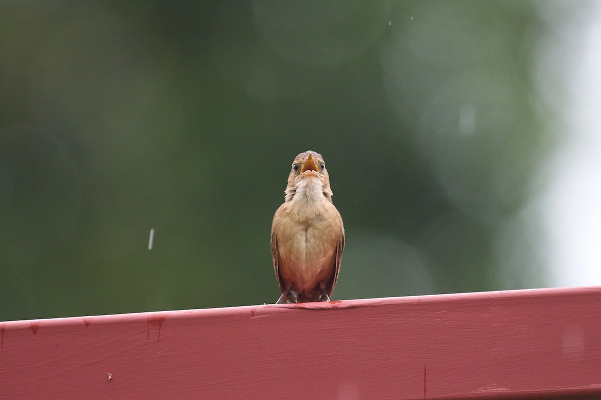 Southern House Wren - ML642887158