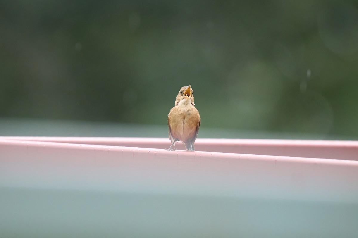 Southern House Wren - ML642887159