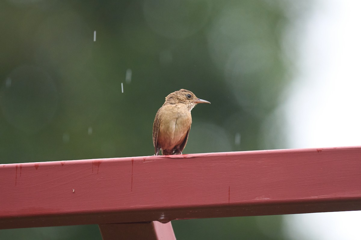 Southern House Wren - ML642887160