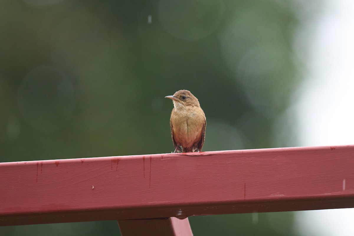 Southern House Wren - ML642887161