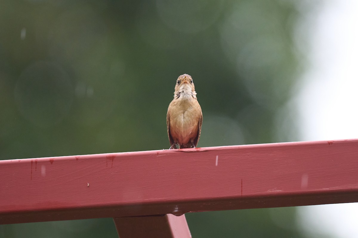 Southern House Wren - ML642887162
