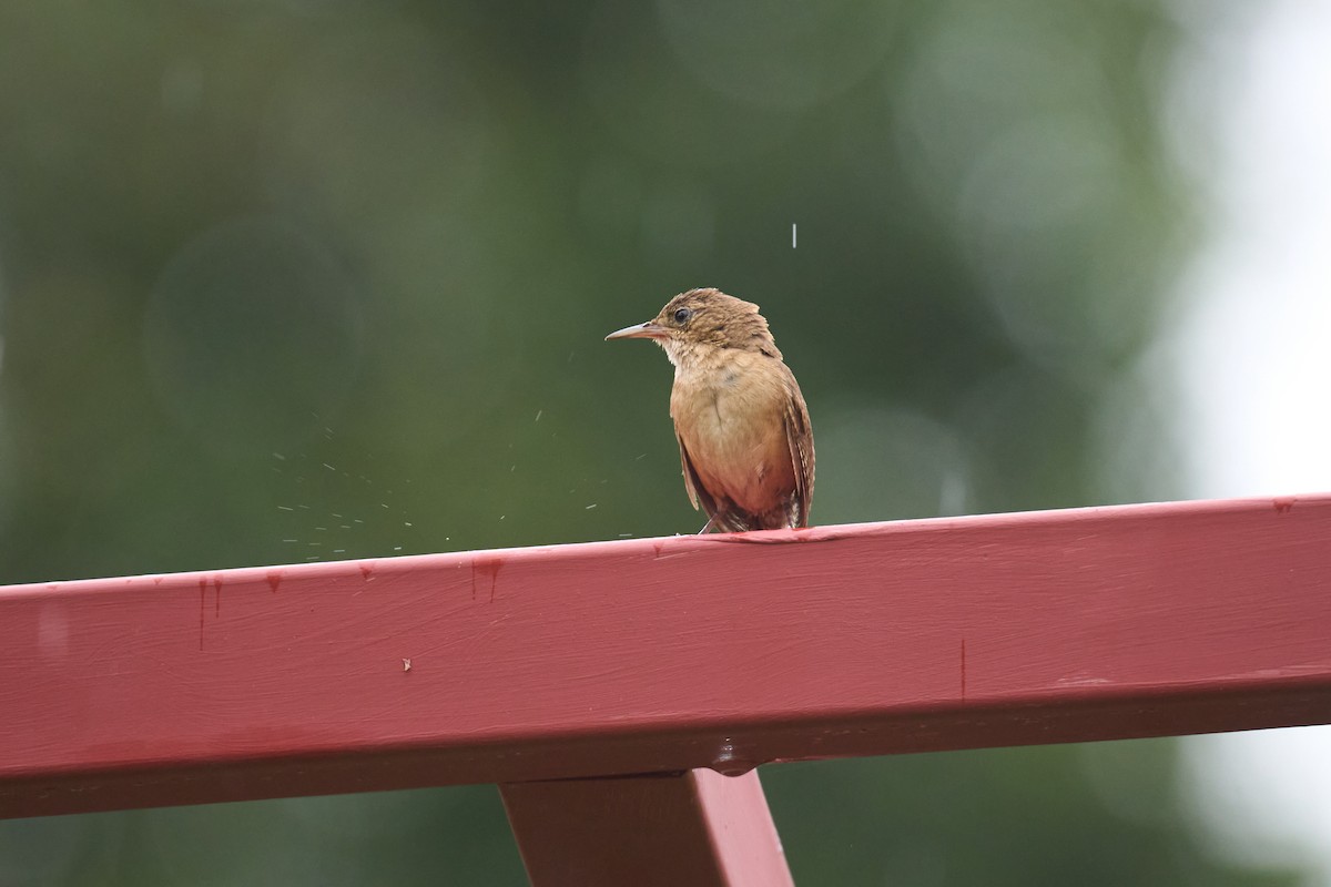 Southern House Wren - ML642887163