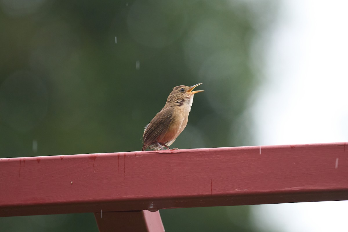 Southern House Wren - ML642887164