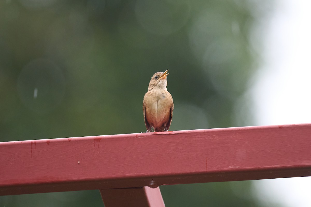 Southern House Wren - ML642887165