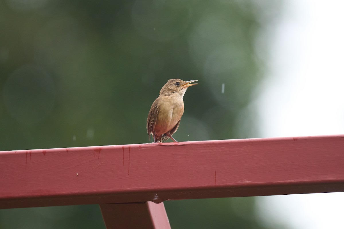 Southern House Wren - ML642887166