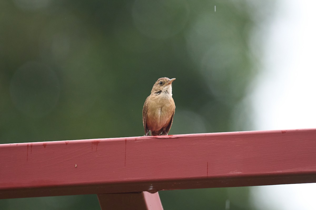 Southern House Wren - ML642887167
