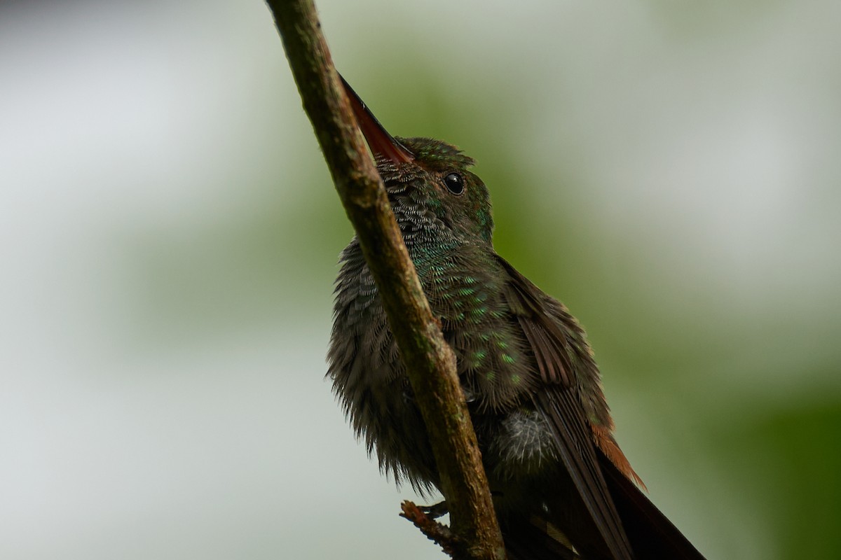 Rufous-tailed Hummingbird - ML642887174
