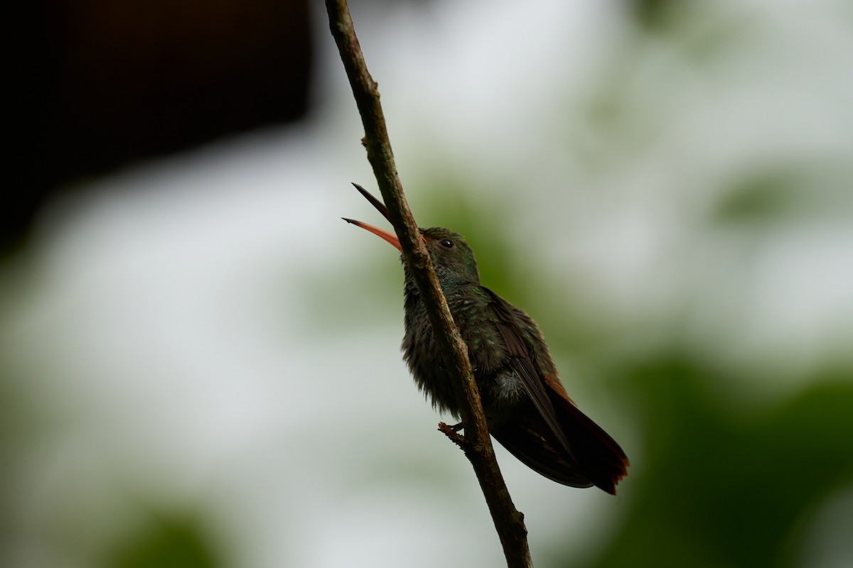 Rufous-tailed Hummingbird - ML642887175